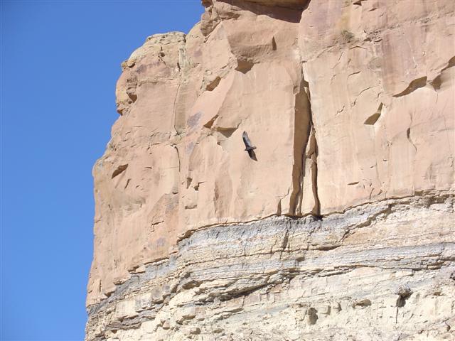 Eagles in flight near the Chaco visitor center (4 of 5) (#1111)
