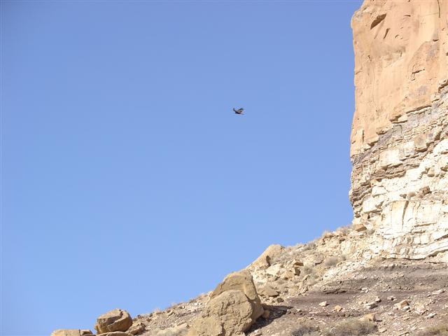 Eagles in flight near the Chaco visitor center (5 of 5) (#1112)