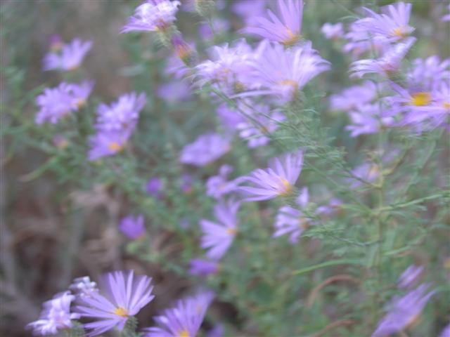 Desert flowers at the Chaco Observatory (#1115)