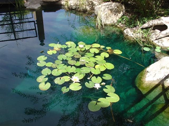 Albuquerque Botanical Gardens (2 of 9) (#1248)