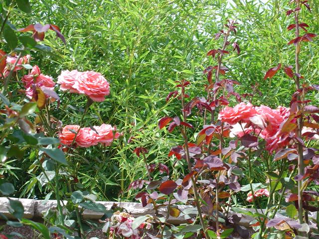 Albuquerque Botanical Gardens (4 of 9) (#1250)