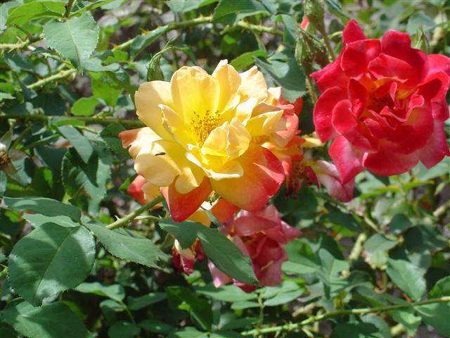 Albuquerque Botanical Gardens (5 of 9) (#1251)