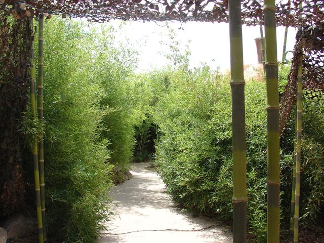 Albuquerque Botanical Gardens (6 of 9) (#1252)