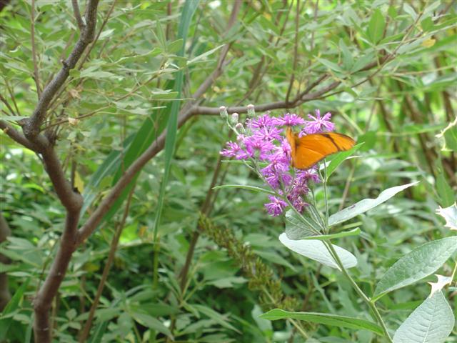 Albuquerque Botanical Gardens Butterflies (2 of 2) (#1263)