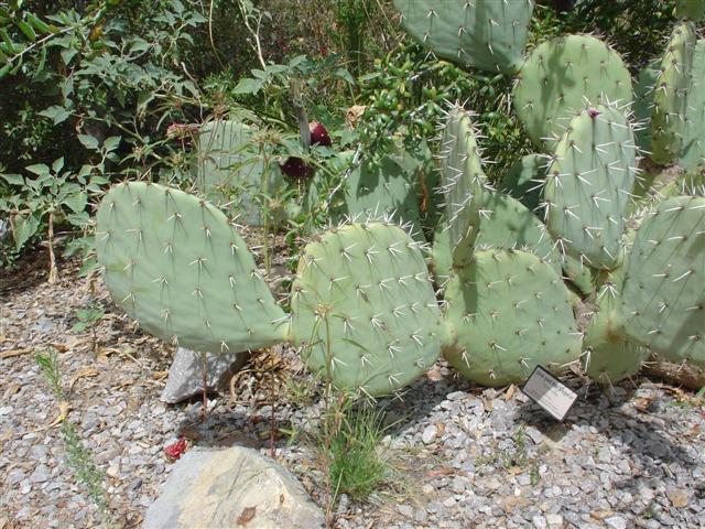 Albuquerque Botanical Gardens Desert in a Greenhouse (3 of 5) (#1266)