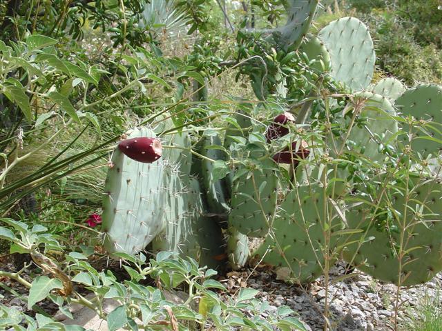 Albuquerque Botanical Gardens Desert in a Greenhouse (4 of 5) (#1267)
