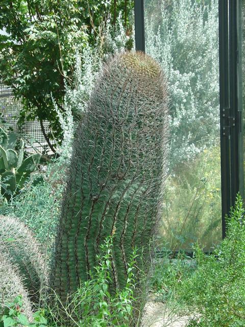 Albuquerque Botanical Gardens Desert in a Greenhouse (5 of 5) (#1268)
