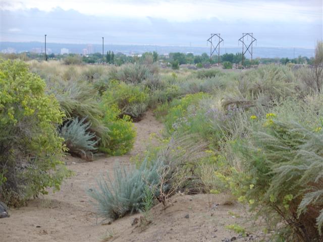 Petroglyphs found on the trails at Rinconada Canyon (1 of 4) (#1303)
