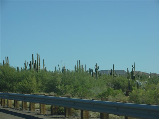 Cactus just north of Phoenix on I-17 (#1449)