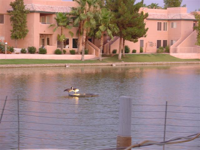 Birds in the lake next to Valle Luna (#1697)