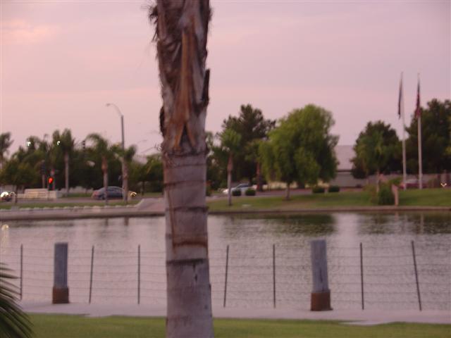 View of the palm trees and traffic near Valle Luna (#1698)