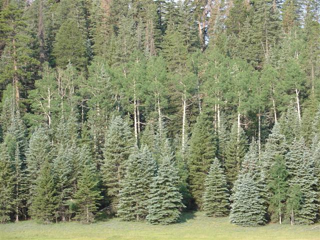 Scenery along the highway leading to Grand Canyon North Rim #3 of 8 (#1837)