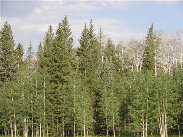 Scenery along the highway leading to Grand Canyon North Rim #5 of 8 (#1839)