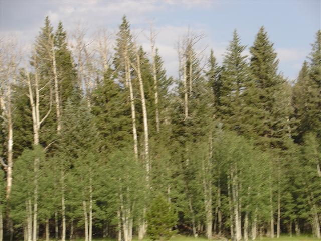 Scenery along the highway leading to Grand Canyon North Rim #6 of 8 (#1840)