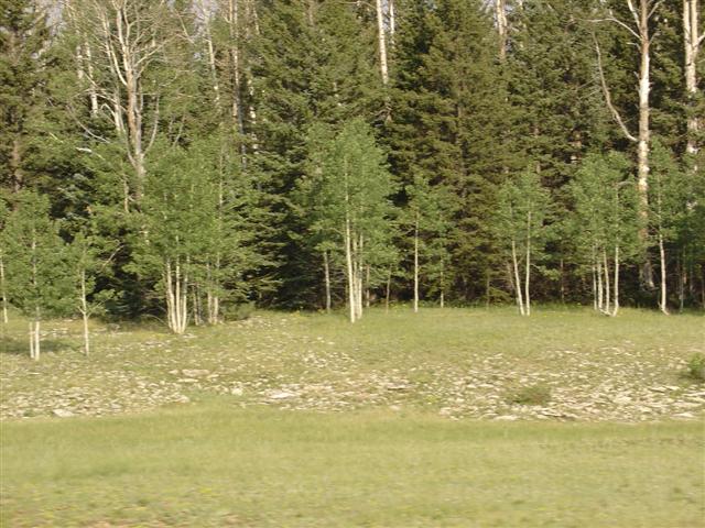 Scenery along the highway leading to Grand Canyon North Rim #7 of 8 (#1841)