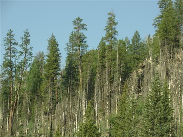 Scenery along the highway leading to Grand Canyon North Rim #8 of 8 (#1845)