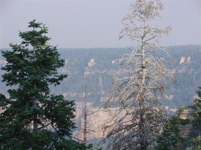 Grand Canyon seen from the North Rim #10 of 36 (#1856)