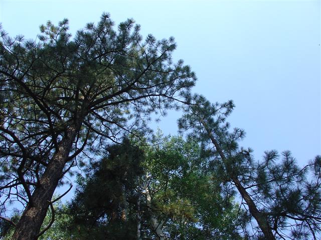 Grand Canyon North Rim plant life #3 of 11 (#1868)