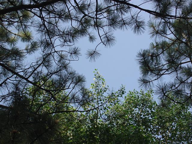 Grand Canyon North Rim plant life #4 of 11 (#1870)