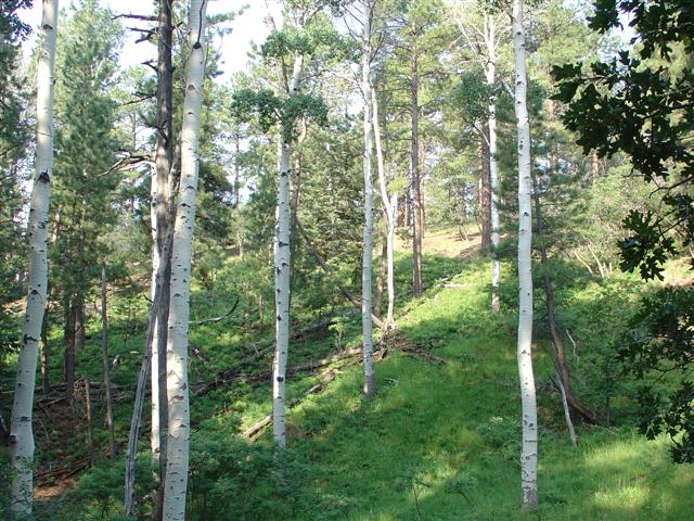 Grand Canyon North Rim plant life #6 of 11 (#1872)
