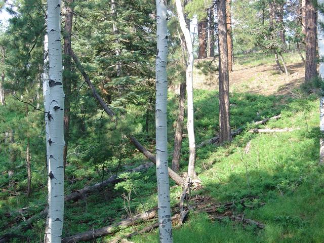Grand Canyon North Rim plant life #7 of 11 (#1873)