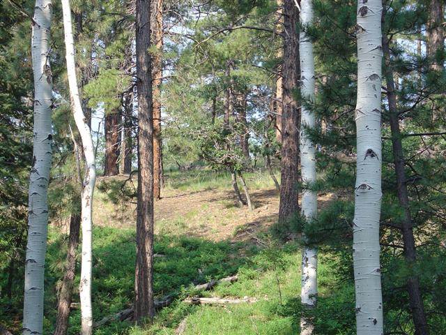 Grand Canyon North Rim plant life #8 of 11 (#1874)