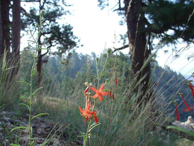 Grand Canyon North Rim plant life #9 of 11 (#1881)