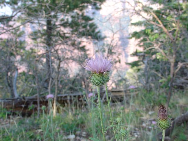 Grand Canyon North Rim plant life #10 of 11 (#1885)