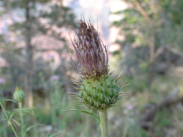 Grand Canyon North Rim plant life #11 of 11 (#1888)