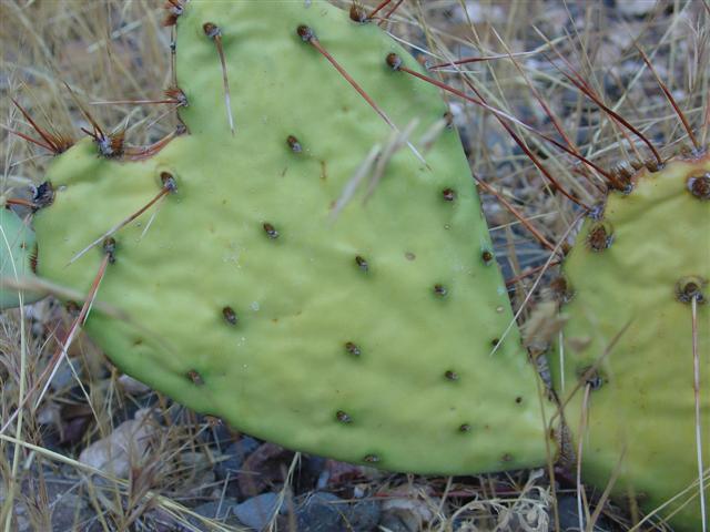 Scenery around Slide Rock State Park #7 of 8 (#1940)