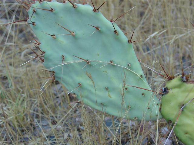 Scenery around Slide Rock State Park #8 of 8 (#1941)