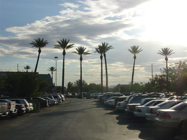 View of the palm trees near Valle Luna (#1645)