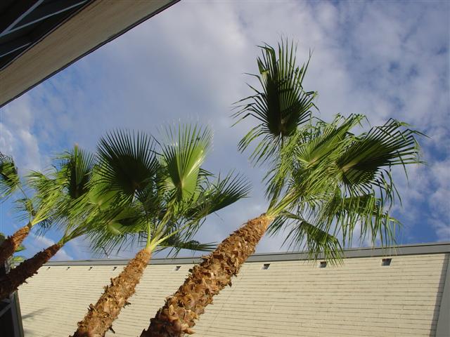 View of the palm trees near Valle Luna (#1649)
