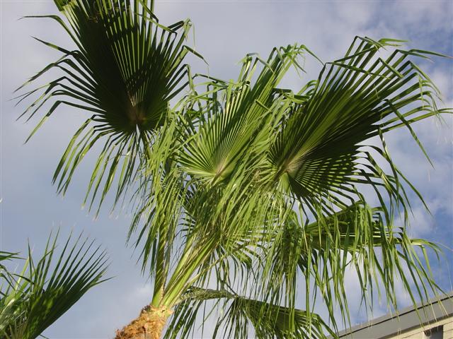 View of the palm trees near Valle Luna (#1650)