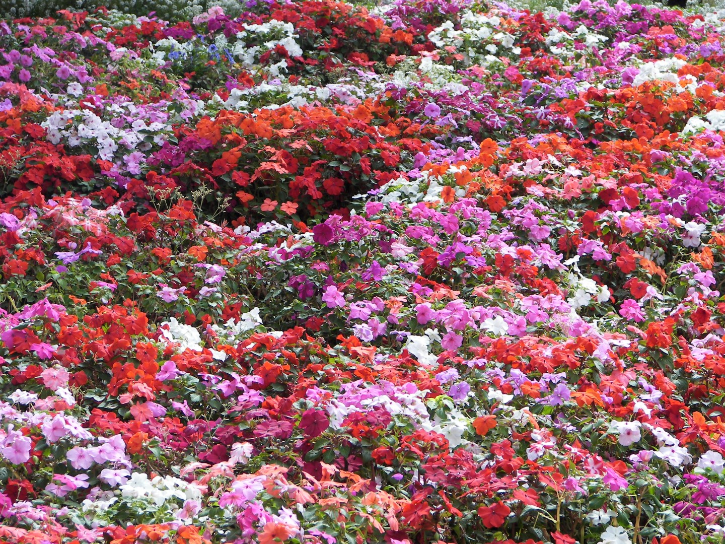 Golden State Park in San Francisco  3 of 23 (#0790)