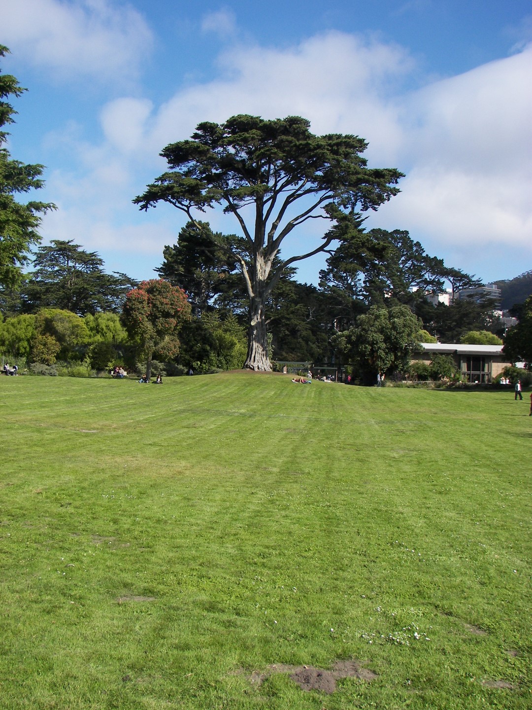 Golden State Park in San Francisco 12 of 23 (#0800)