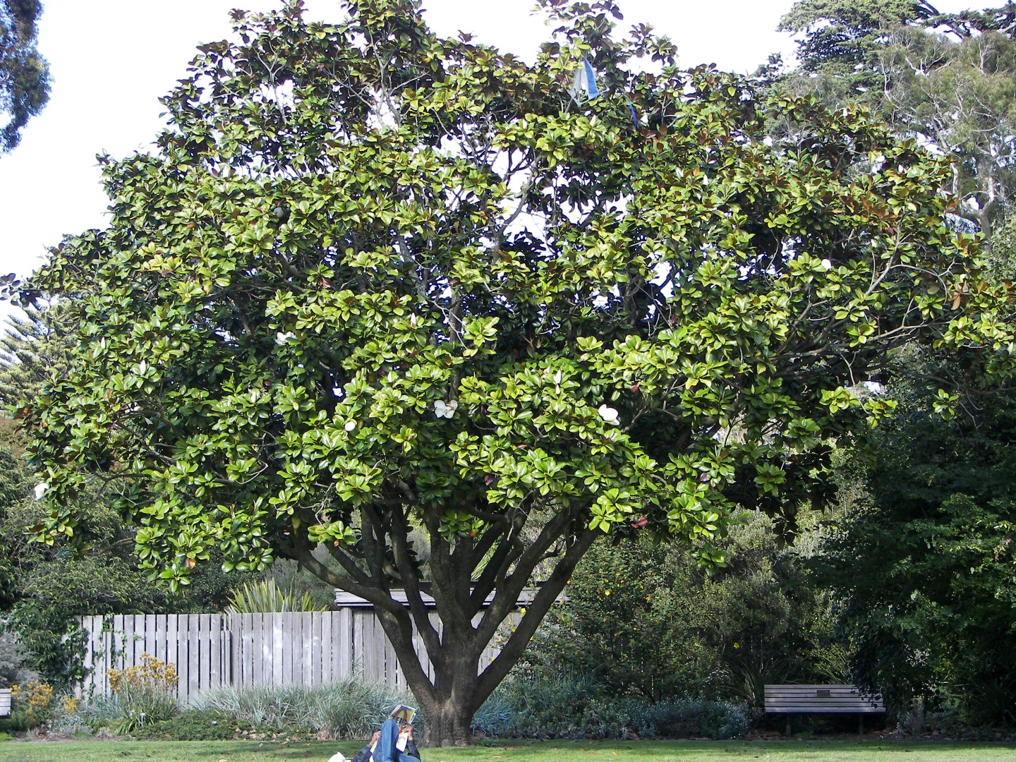 Golden State Park in San Francisco 16 of 23 (#0804)