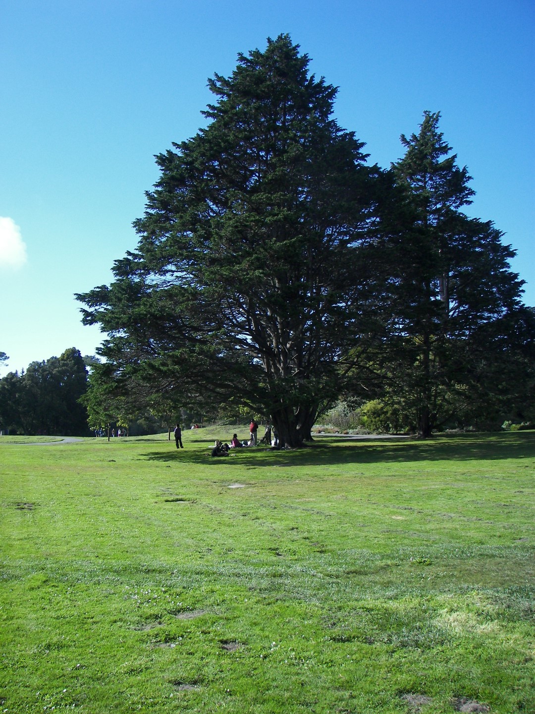 Golden State Park in San Francisco 17 of 23 (#0805)