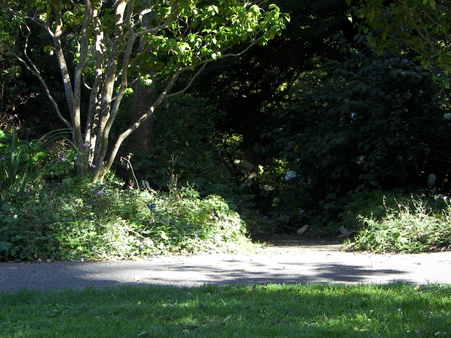 Golden State Park in San Francisco 20 of 23 (#0808)