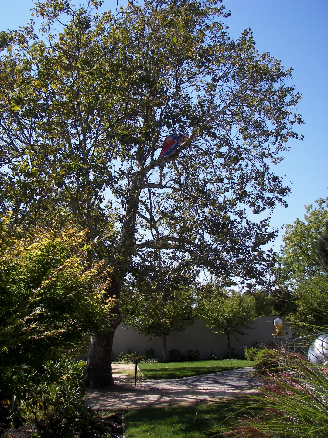 At the Charles Schulz Museum in Santa Rosa CA  4 of 10 (#0829)
