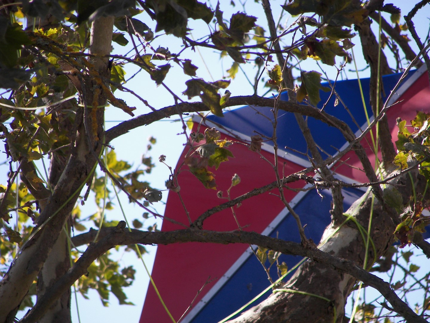 At the Charles Schulz Museum in Santa Rosa CA  5 of 10 (#0830)