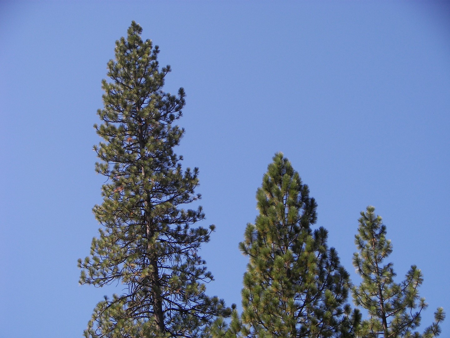 Sites in Yosemite National Park  8 of 26 (#0868)