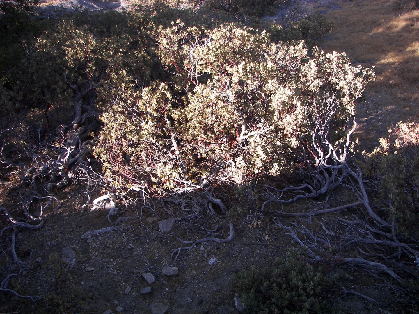 Walking along a rocky stream in Yosemite National Park 14 of 18 (#0903)