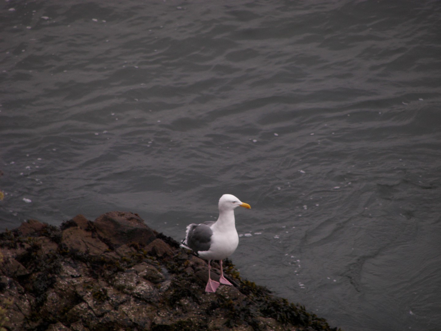 Alcatraz Prison near San Francisco 14 of 30 (#0928)