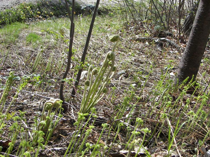 Fiddlehead, a local edible wild-grown plants, like mushrooms, but tastes like asparagus (only stronger) (#1177)