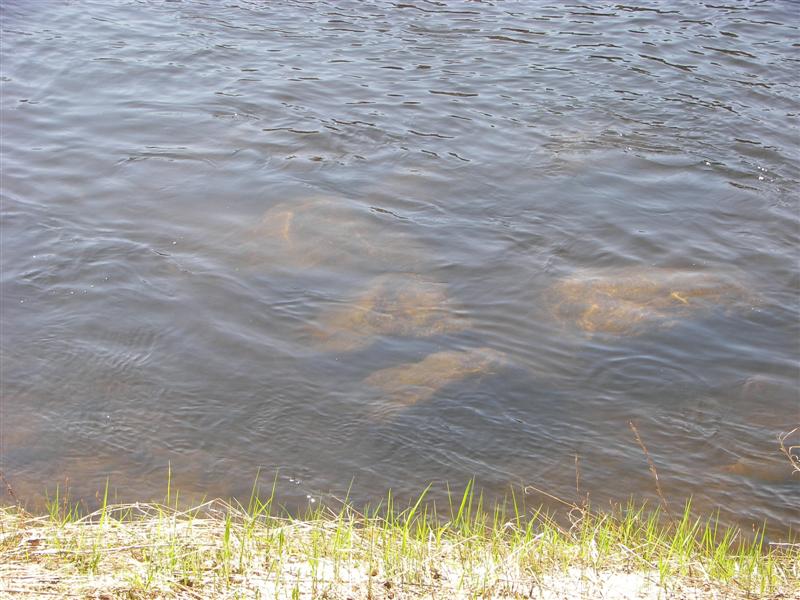 Rivers and waterfall near Rumford power plant #3 of 5 (#1193)