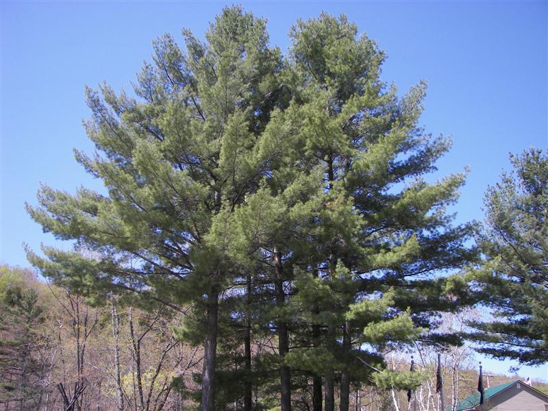 Trees typical in Maine (near Rumford) (#1201)