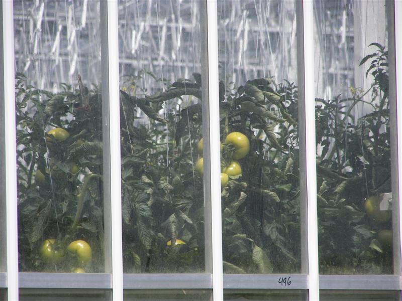 BackYardBeauties.com 24-acre green house #4 of 4 (#1208)