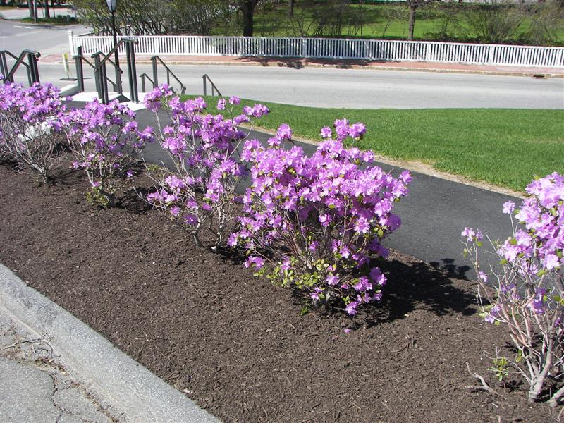 Pink flowering bushes at the Maine state capitol #1 of 2 (#1215)