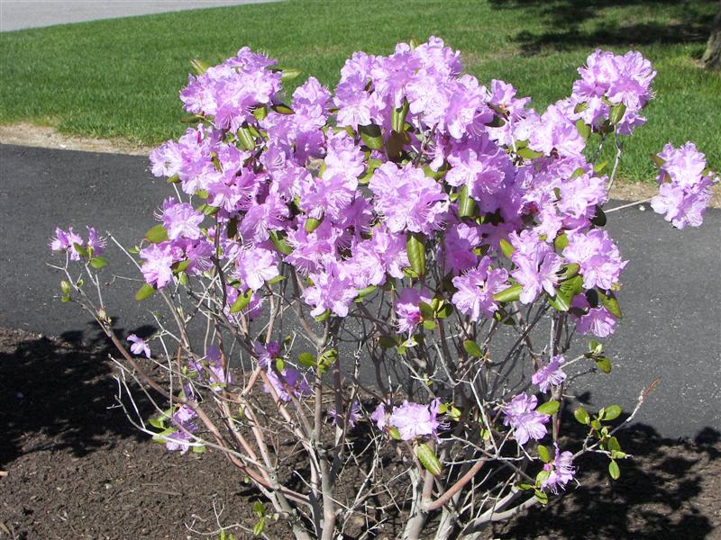 Pink flowering bushes at the Maine state capitol #1 of 2 (#1216)